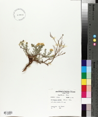 Grindelia ciliatus image