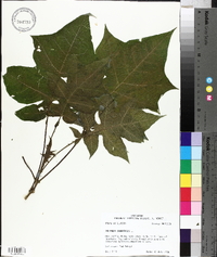 Polymnia canadensis image