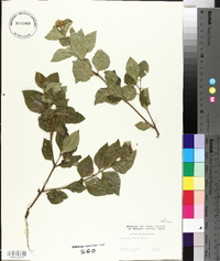 Podanthus ovatifolius image
