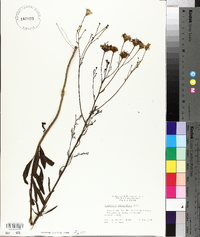 Polypteris integrifolia image