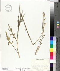 Nabalus autumnalis image