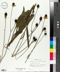 Rudbeckia nitida image