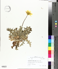 Pyrrhopappus grandiflorus image