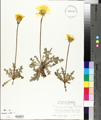 Pyrrhopappus grandiflorus image