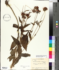 Rudbeckia fulgida image