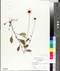 Rudbeckia fulgida image