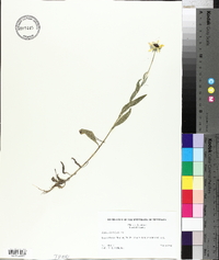 Rudbeckia fulgida image