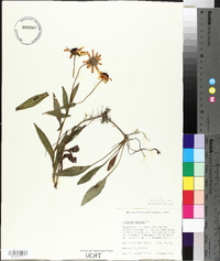 Rudbeckia fulgida image