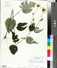 Rudbeckia fulgida var. umbrosa image