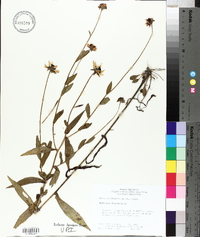 Rudbeckia fulgida image