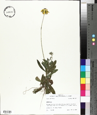 Rudbeckia fulgida image