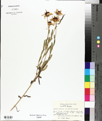 Rudbeckia hirta var. pulcherrima image