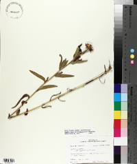 Rudbeckia missouriensis image