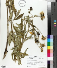 Rudbeckia subtomentosa image