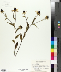 Rudbeckia triloba image