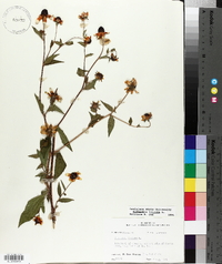 Rudbeckia triloba image