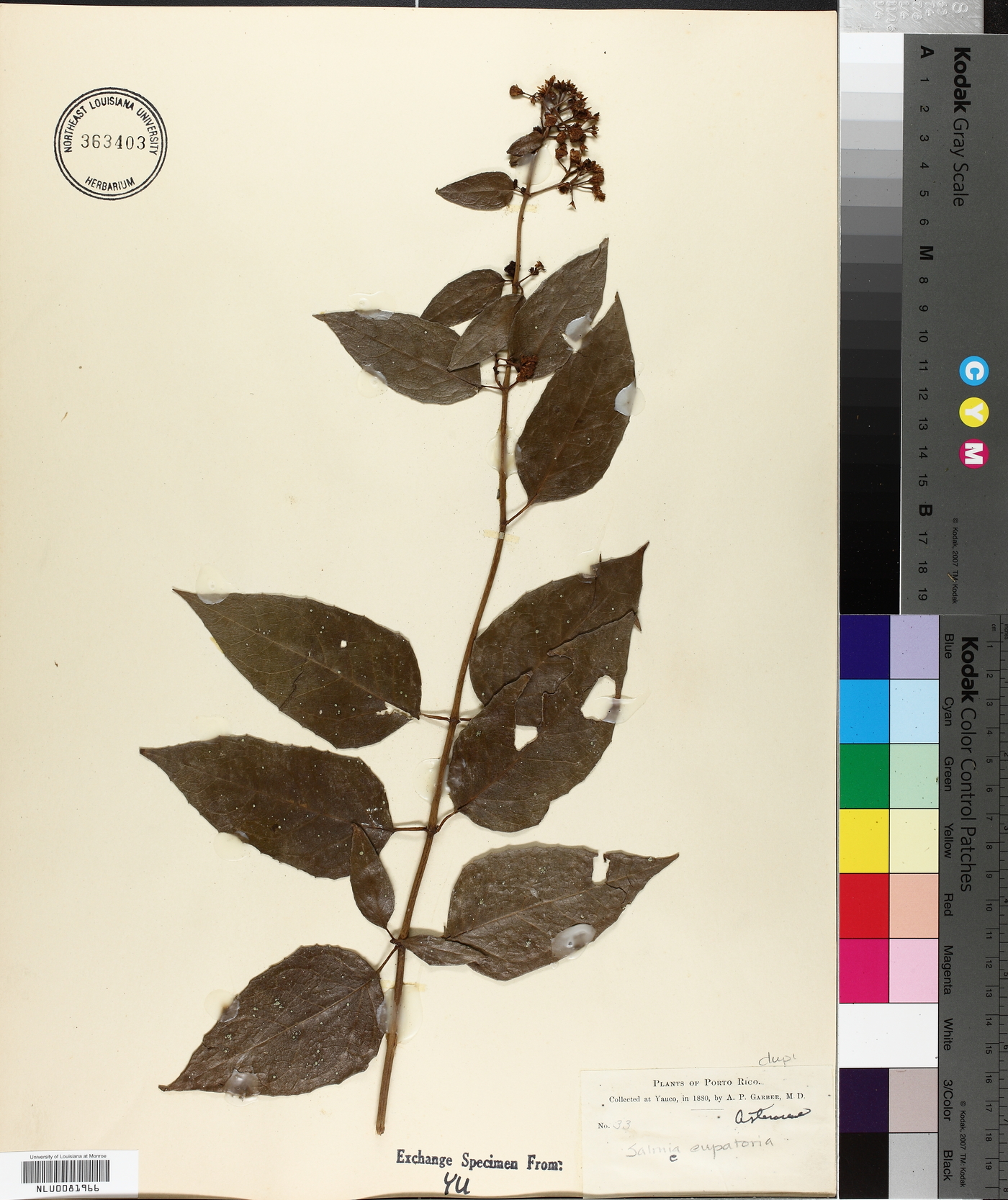 Salmea scandens image