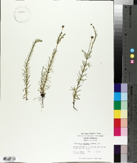 Sclerolepis uniflora image