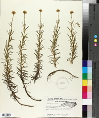 Sclerolepis uniflora image