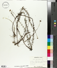 Sclerolepis uniflora image