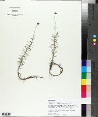 Sclerolepis uniflora image