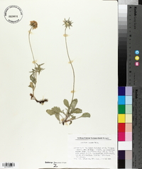 Scabiosa lucida image