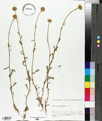 Image of Santolina oblongifolia