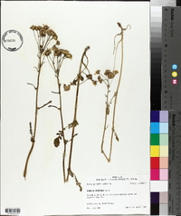 Senecio anonymus image