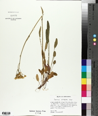 Senecio anonymus image