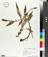 Senecio anonymus image