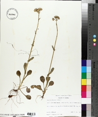 Senecio anonymus image