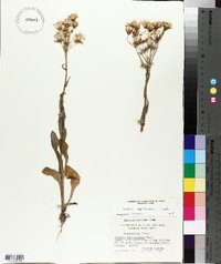 Senecio ampullaceus image