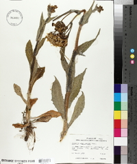 Senecio ampullaceus image