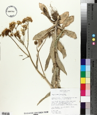 Senecio ampullaceus image