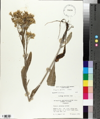 Senecio atratus image