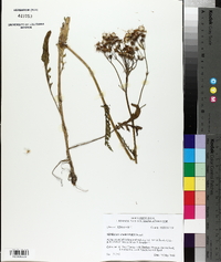 Senecio anonymus image