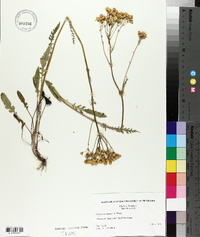 Senecio anonymus image