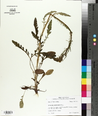 Senecio anonymus image