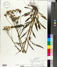 Senecio anonymus image