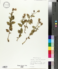 Senecio fremontii var. blitoides image