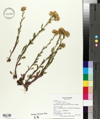 Senecio eremophilus var. kingii image