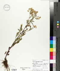 Senecio eremophilus var. kingii image