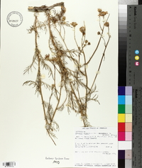 Senecio flaccidus var. monoensis image