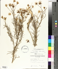 Senecio flaccidus image