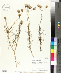 Senecio flaccidus var. monoensis image