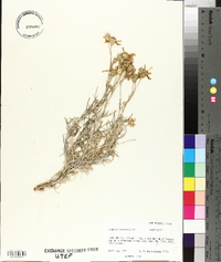 Senecio flaccidus var. monoensis image