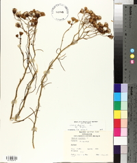 Senecio flaccidus image