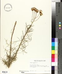Senecio flaccidus var. monoensis image