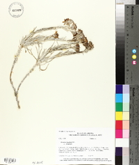 Senecio flaccidus image