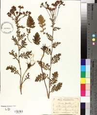 Senecio jacobaea image